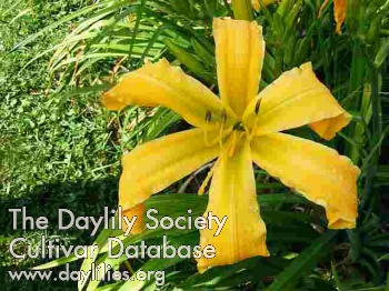 Daylily Queen Jane Approximately